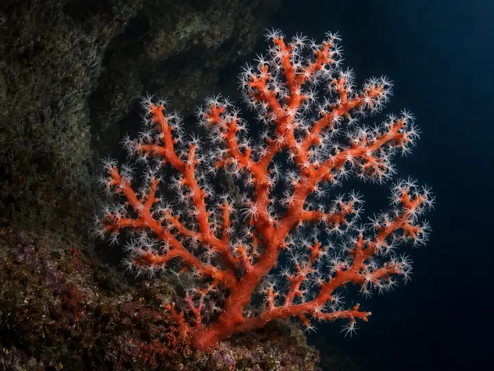 Une colonie de corail rouge, Corallium rubrum, avec ses polypes déployés.