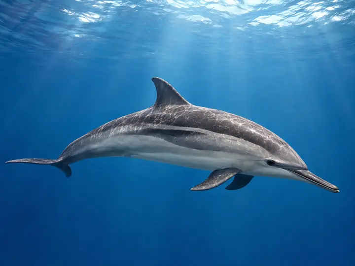 Dauphin à long bec nageant près de la surface
