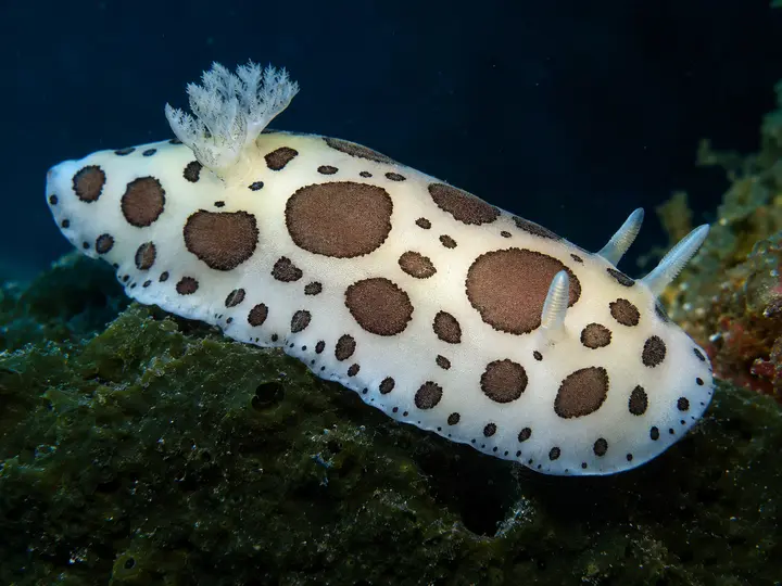 Un doris dalmatien, Peltodoris atromaculata, sur des feuilles de posidonie.