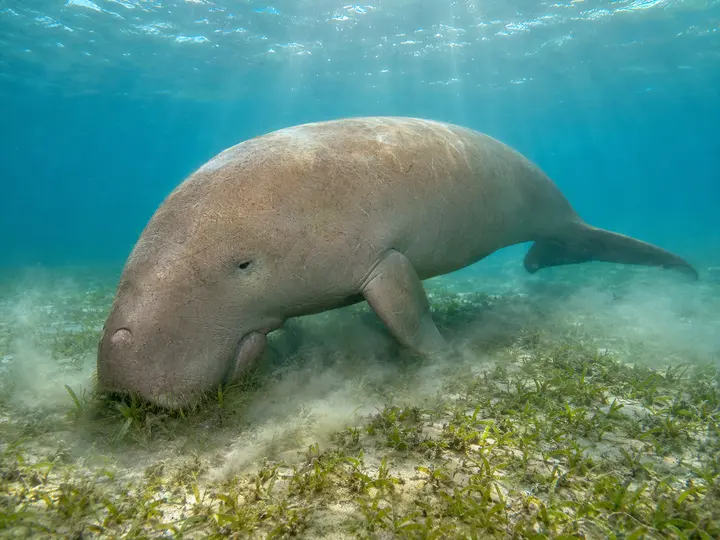 Dugong broutant un herbier marin