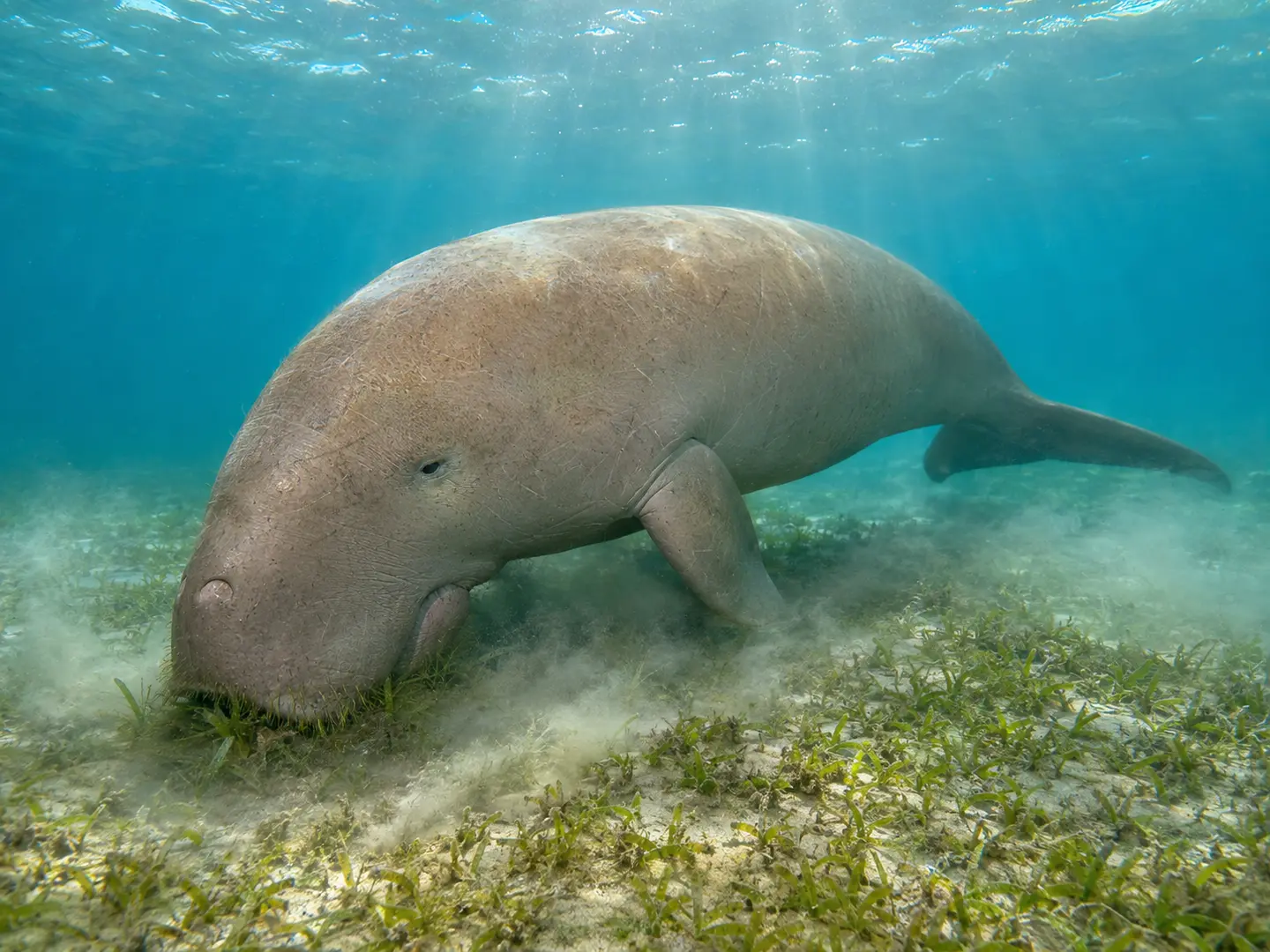 Dugong broutant un herbier marin