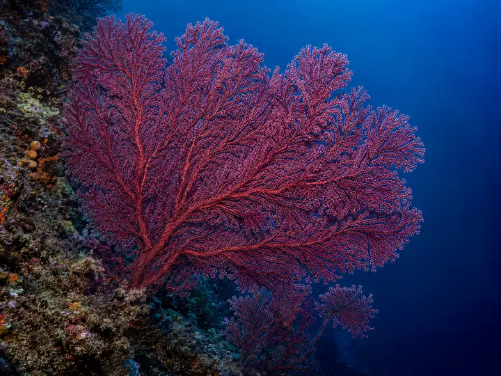 Des colonies de gorgone rouge, Paramuricea clavata, sur un tombant méditerranéen.