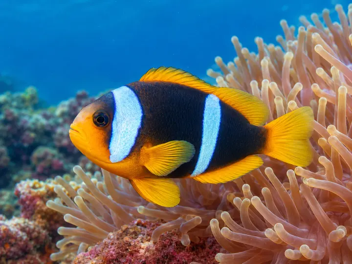 Un poisson-clown de mer Rouge, Amphiprion bicinctus, dans une anémone magnifique.