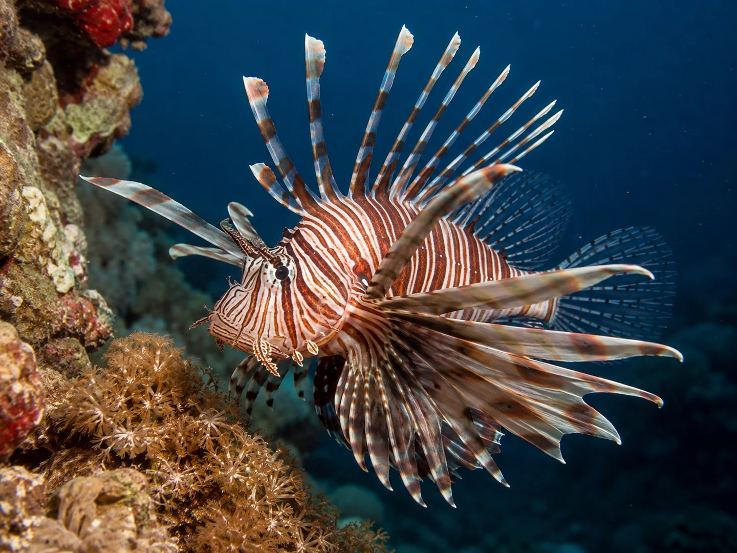 Un poisson-lion commun déploie ses nageoires près d’un récif.