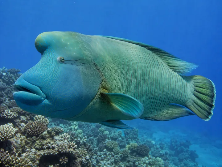 Un poisson Napoléon nage au-dessus d’un récif corallien.