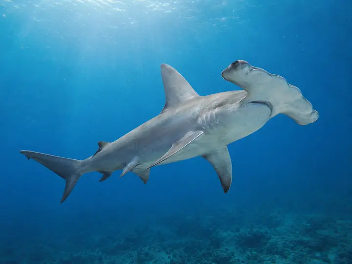 Un requin-marteau halicorne vu sous l’eau, depuis sa face ventrale.