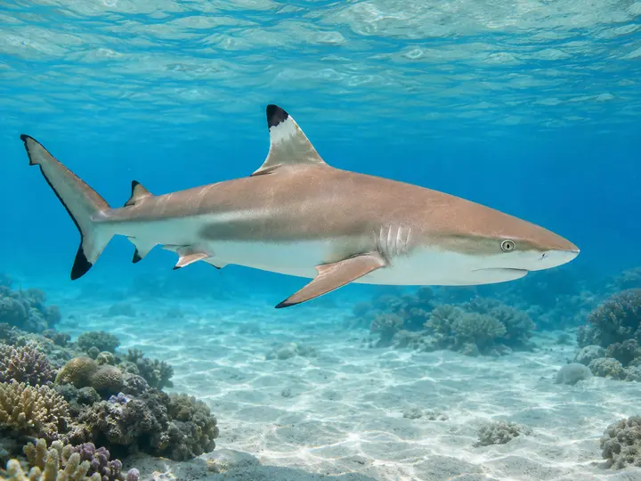 Requin à pointes noires de récif nageant près de la surface