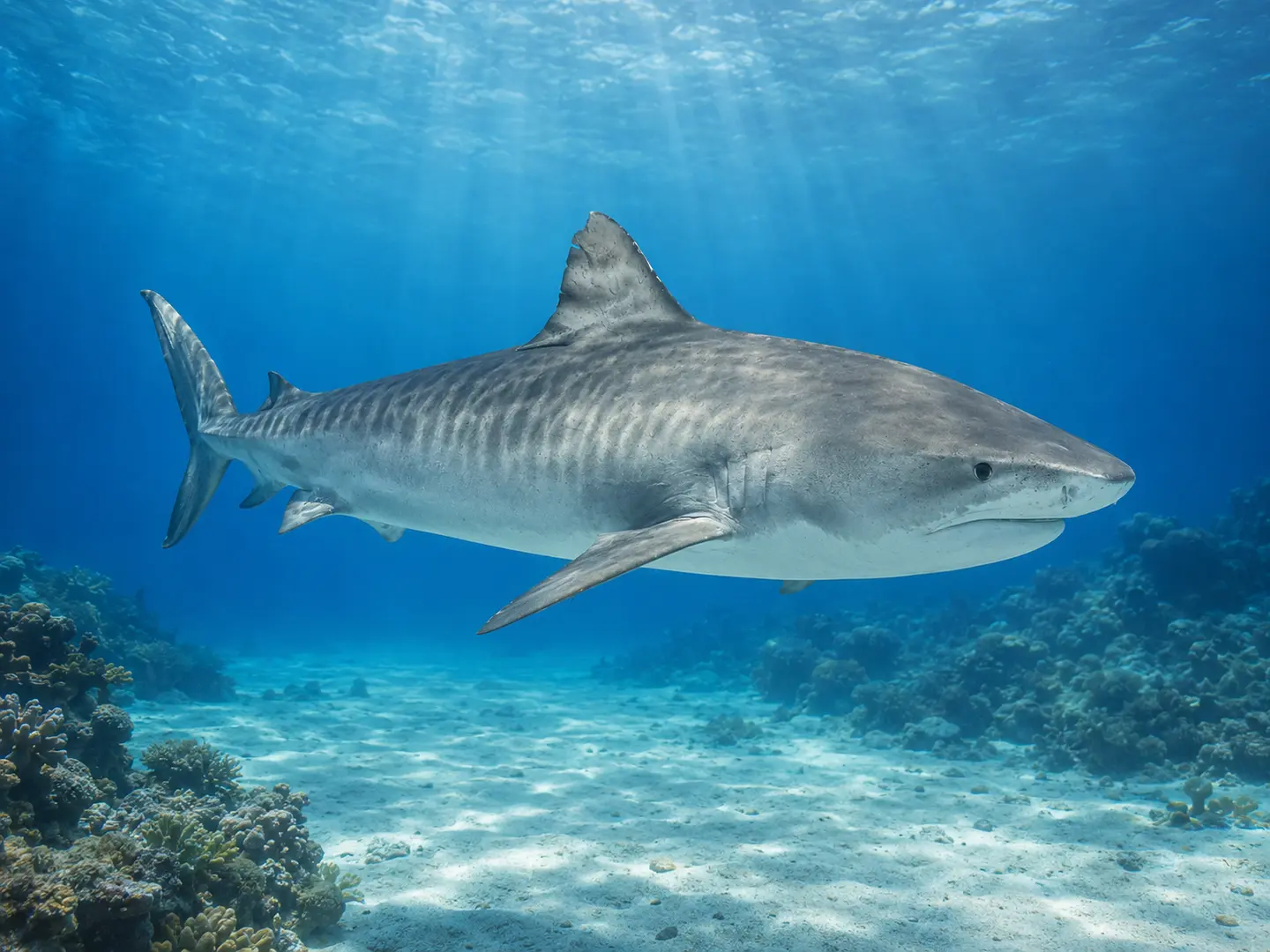 Requin-tigre nageant au-dessus d’un fond récifal