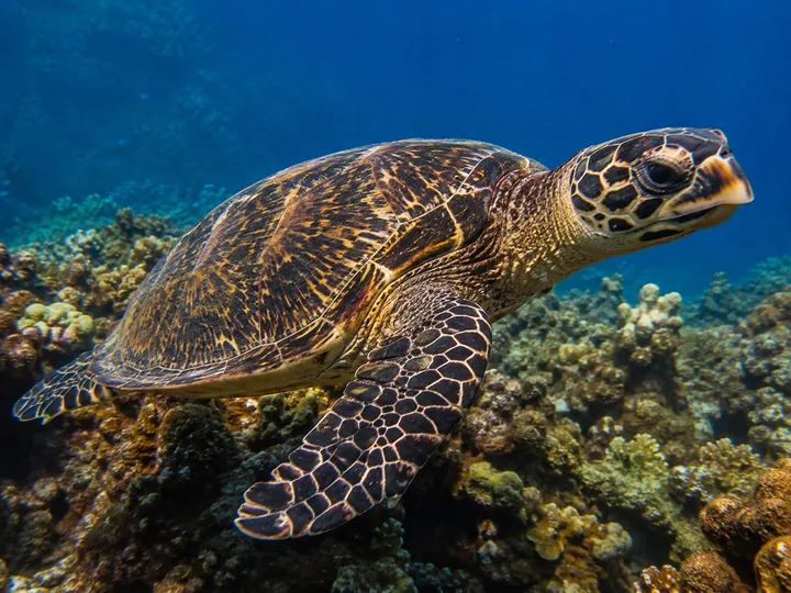 Une tortue imbriquée nage au-dessus d’un récif corallien.